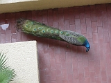 Peacock In Hotel 3